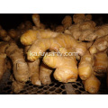 კარგი საჰაერო გამხმარი Ginger 200g და მდე